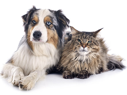 dog and cat together
