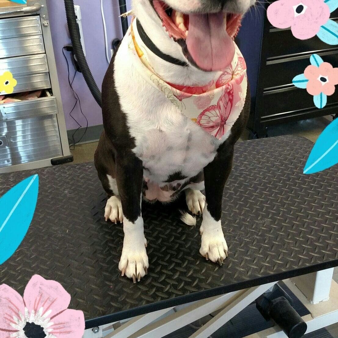 Dog on grooming table
