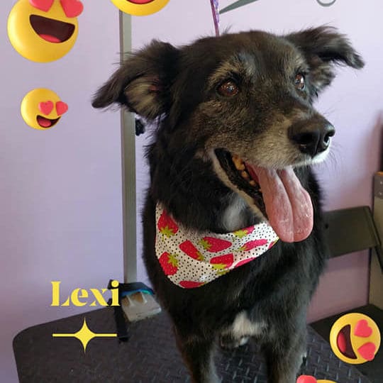 Dog on grooming table