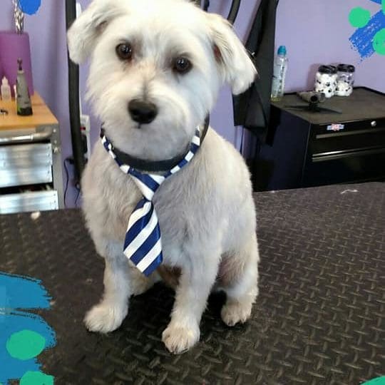 Dog on grooming table