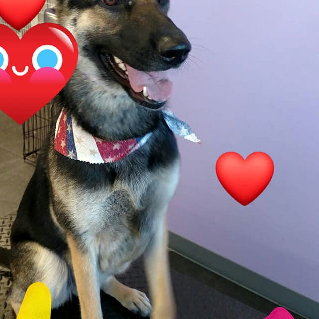 Dog on table on grooming table