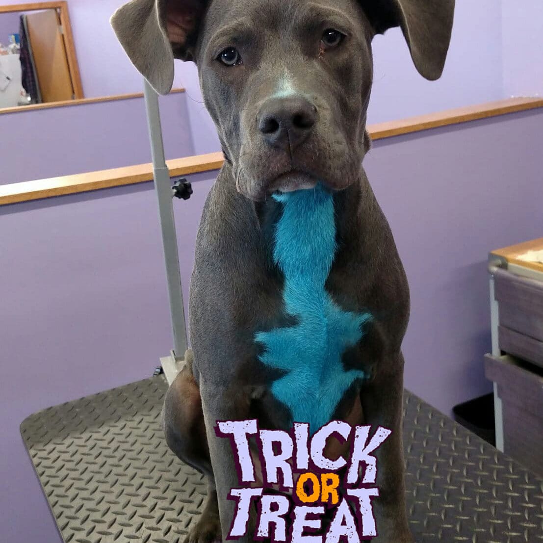 Trick or Treat Dog on grooming table