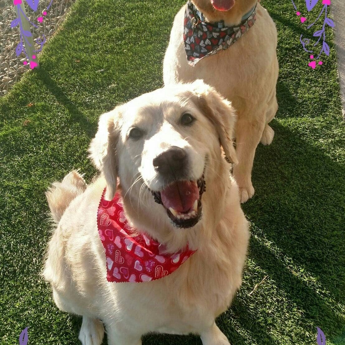 Groomed Dogs in yard by fence