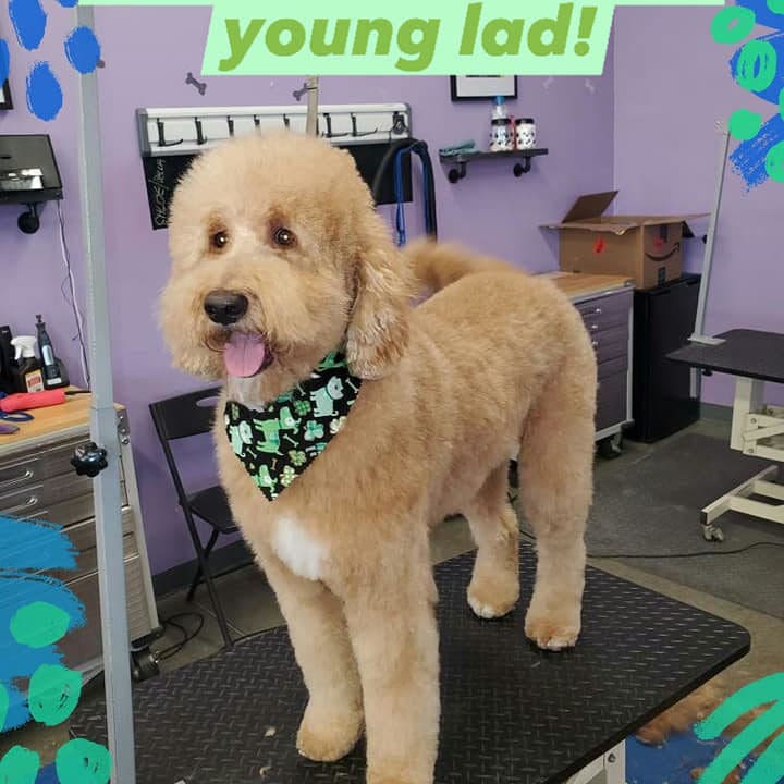 Dog on grooming table