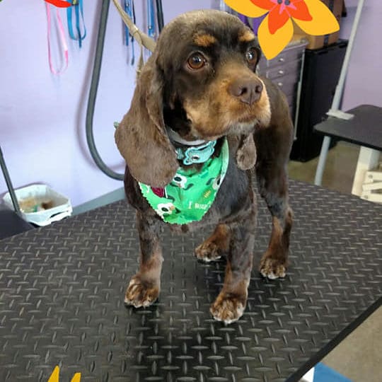 Dog on grooming table