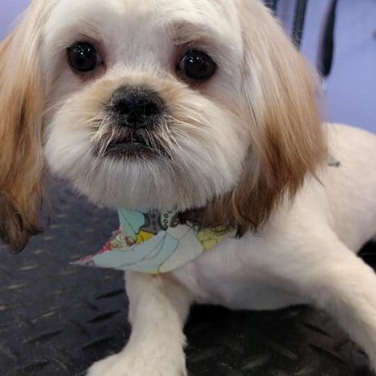 Dog on grooming table