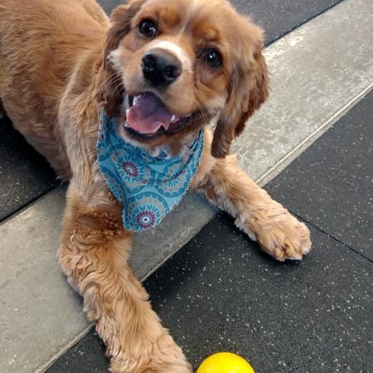 Dog playing with ball
