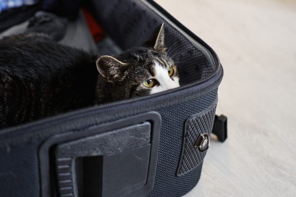 cat hiding in suitcase