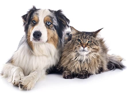 dog and cat dog and cat together
