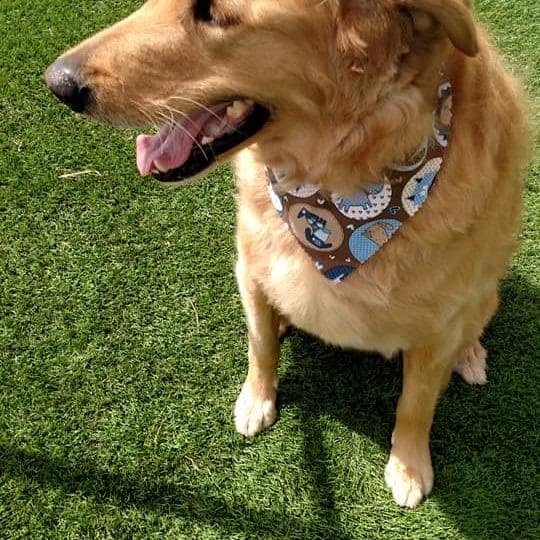 Dog in yard
